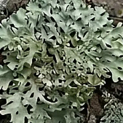 Oakmoss