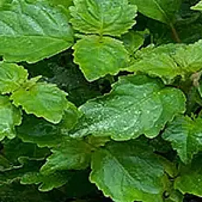Patchouli
