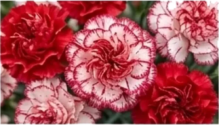 Carnation
