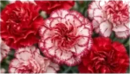 Carnation