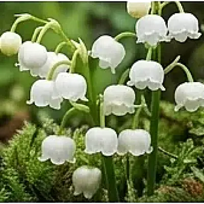 Lily Of The Valley