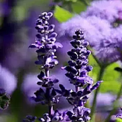Sage