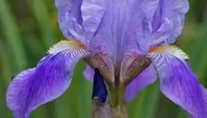 Iris