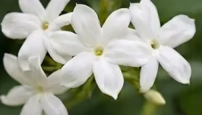 Jasmine