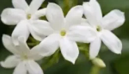 Jasmine