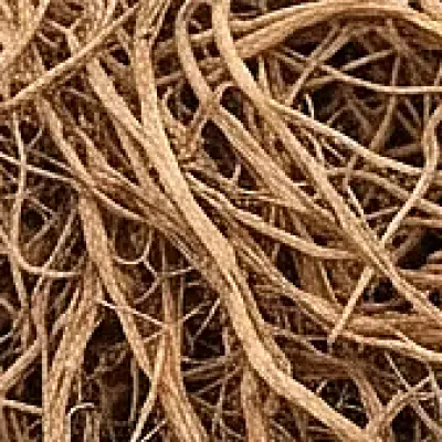 Vetiver