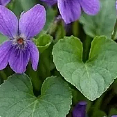 Violet