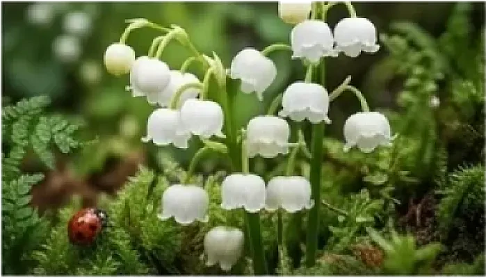 Lily Of The Valley