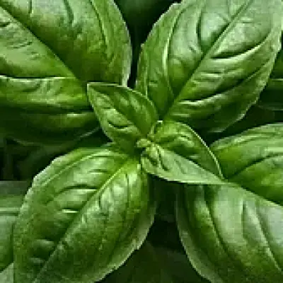 Basil