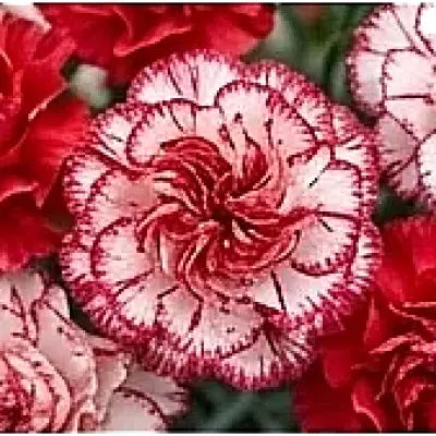 Carnation