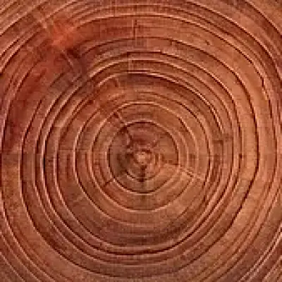 Cedar