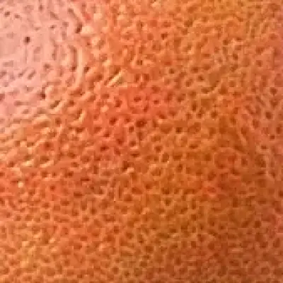Grapefruit