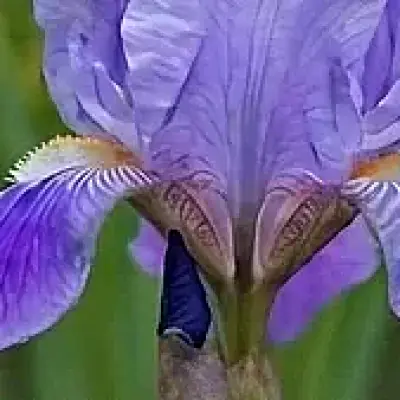 Iris