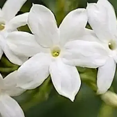 Jasmine